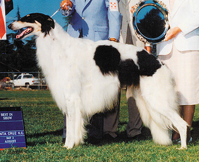 Top Conformation Borzoi 1995